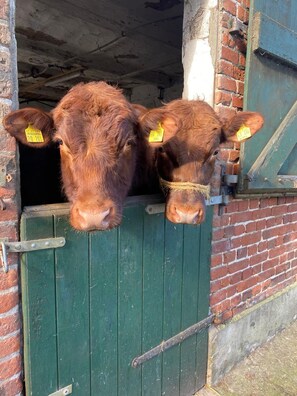 Unclassified image, 4 of 33, button - Apartment No.1 - Baltic Sea Crab - Ferienhof Kluvetasch (Neustadt in Holstein)