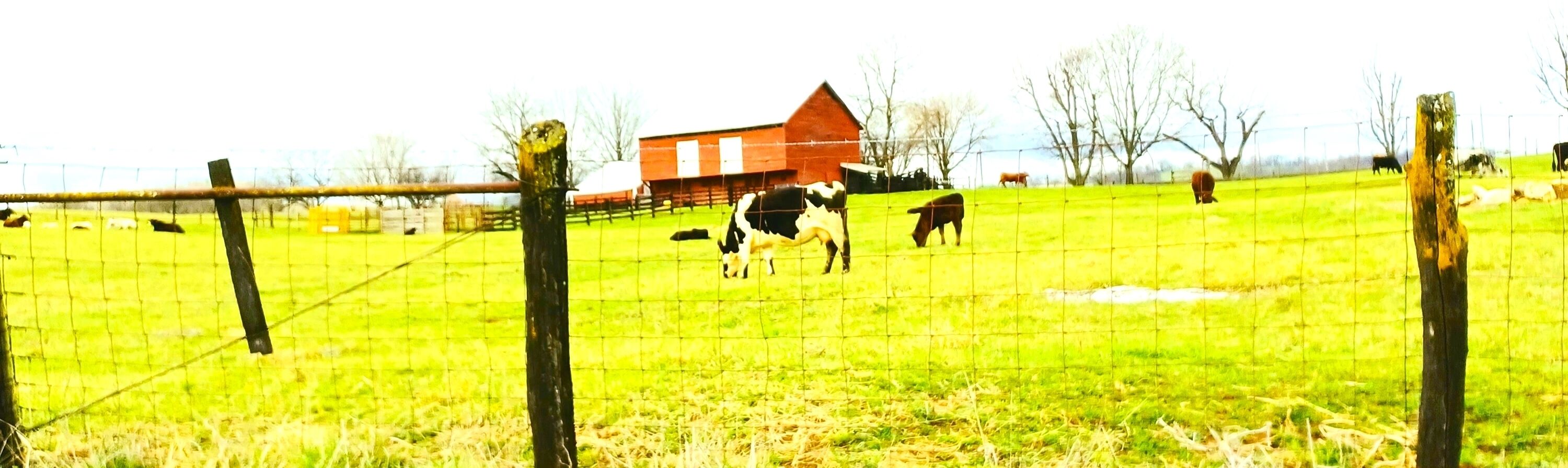 A fenced pasture with cows and a red barn in the background.