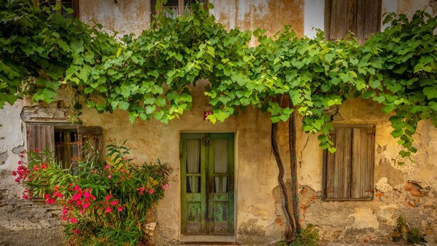 A rustic building with a green door, stone steps, and a vine-covered wall. - Villa Eva w/ Pool & Spa in Goriška Brda, Dobrovo v Brdih, Slovenia (Dobrovo v Brdih)