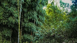 A narrow stone pathway surrounded by dense bamboo and ferns, leading through a lush, green forested area. - Room-room With 1 Double bed and 2 Single (Pereira)