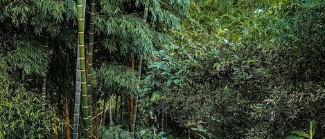 Room, 1 Bedroom, Accessible, Balcony | Property grounds