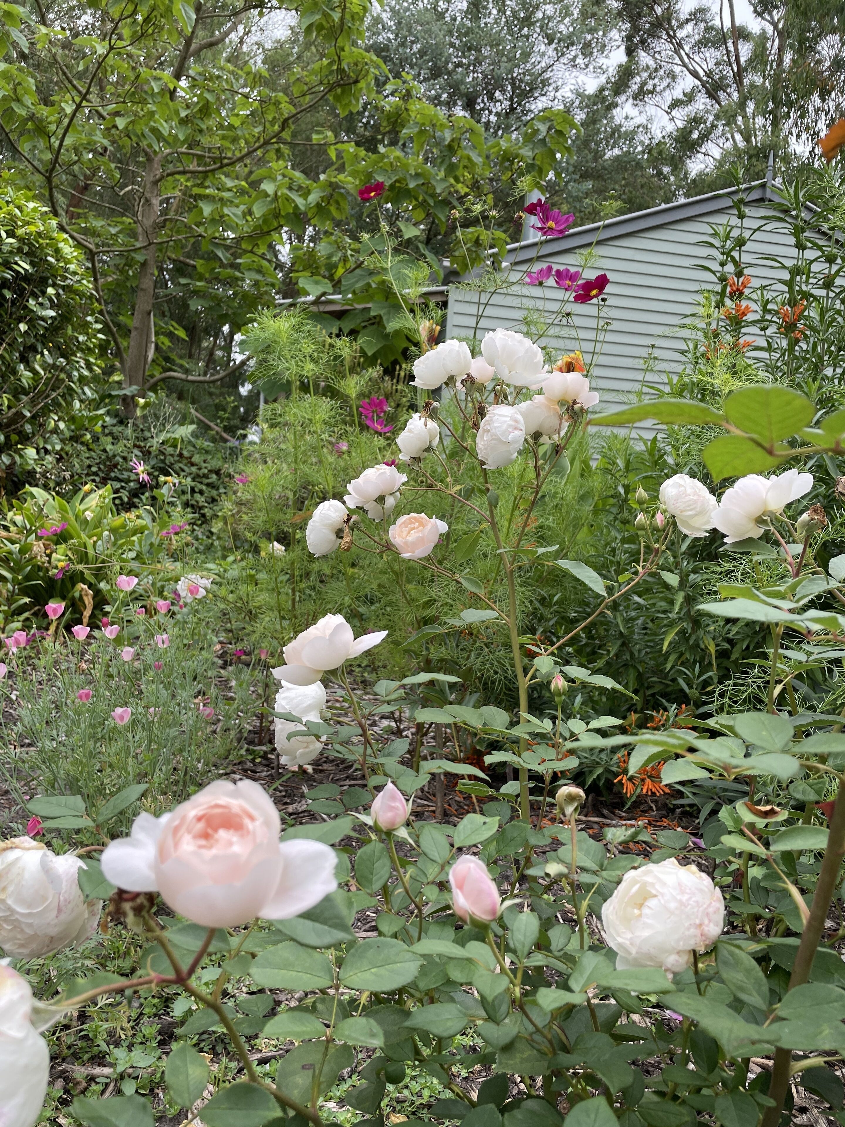 Un jardín con diversas plantas florecientes y una casa al fondo.