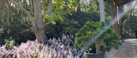 Superior Cottage | Garden view