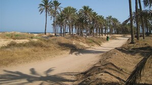 En sandstig, omgiven av palmer, som leder till en strand.