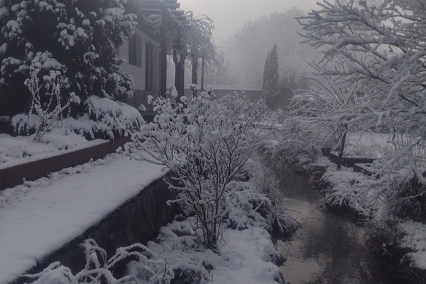 Foggy winter