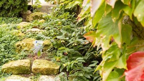 Een tuinpad met mosbedekte stenen en weelderige begroeiing.