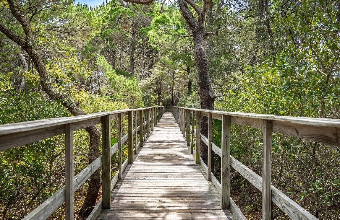 Une promenade en bois qui traverse une forêt.
