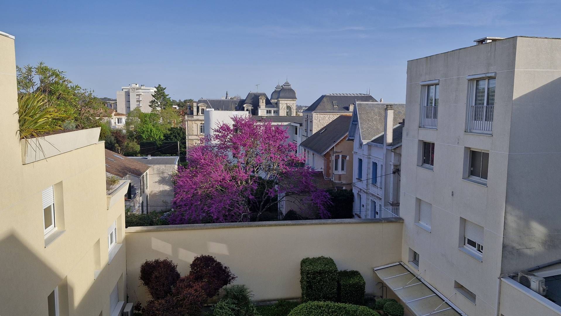 A residential area with modern buildings, a prominent pink flowering tree, and a clear sky.