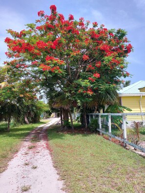 A pathway leading to a building surrounded by lush greenery and a large flowering tree.