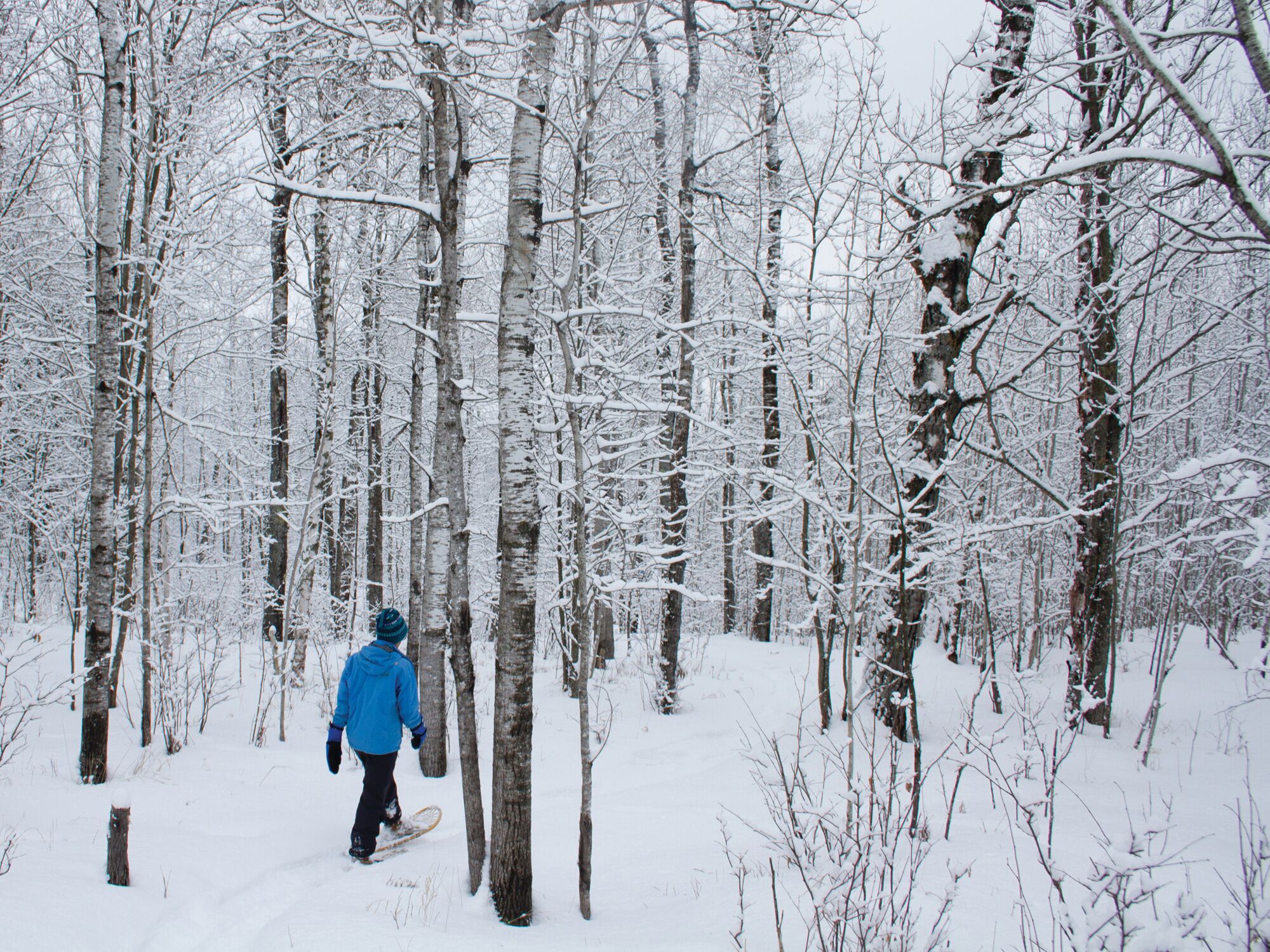 A snowy forest with a person snowboarding.