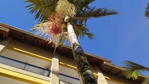 A tall palm tree with a dense cluster of red flowers at the top, positioned in front of a multi-story building with yellow and white exterior walls and balconies. - Hotel João de Barro (Itajai)