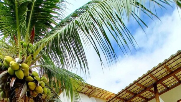 Un edificio de dos plantas con un área de estar al aire libre cubierta, una palmera con cocos y un pequeño jardín.