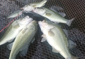 Dusche, Handtücher, Seife, Shampoo