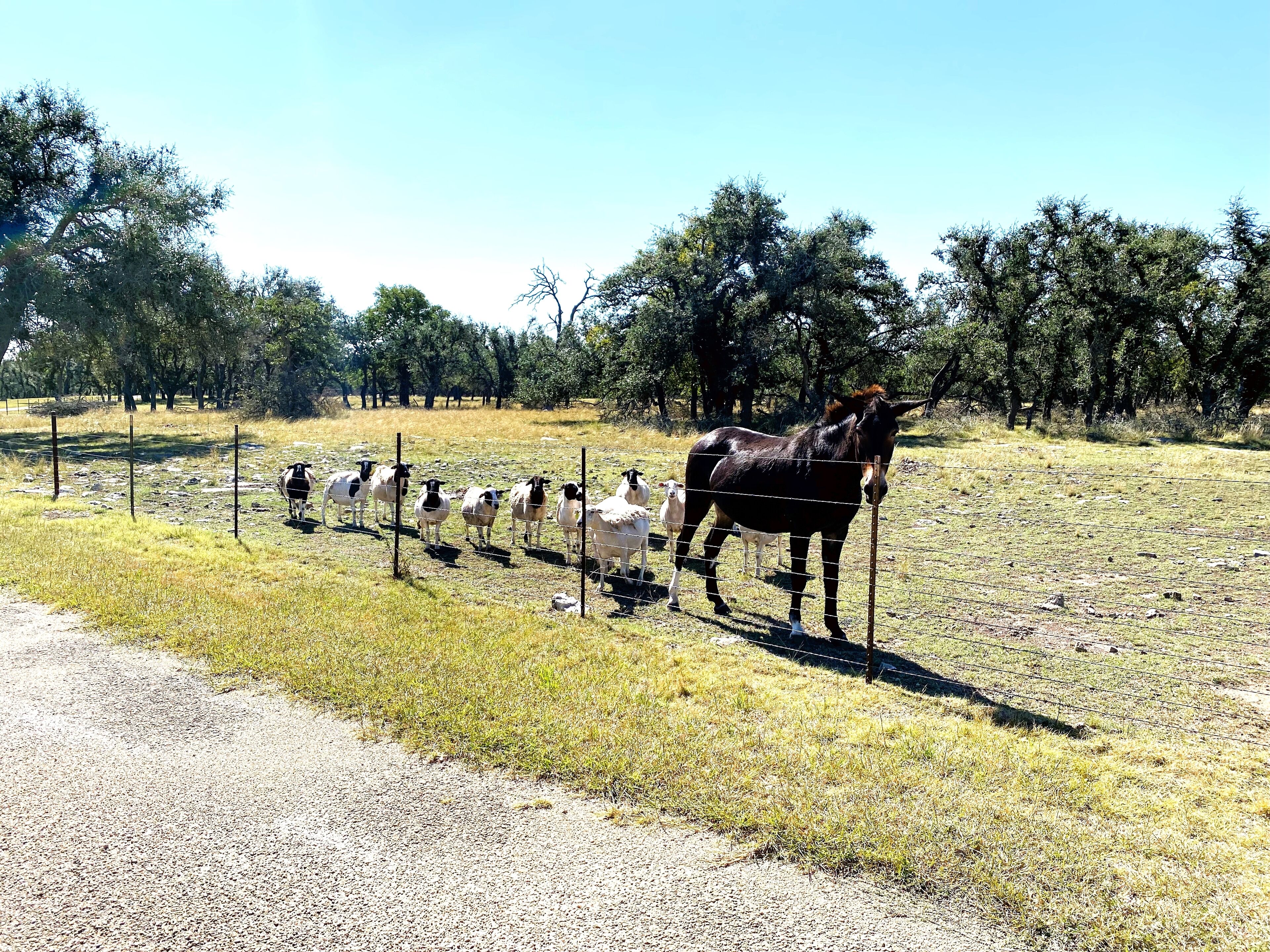 Un cercado con caballos y varias ovejas.