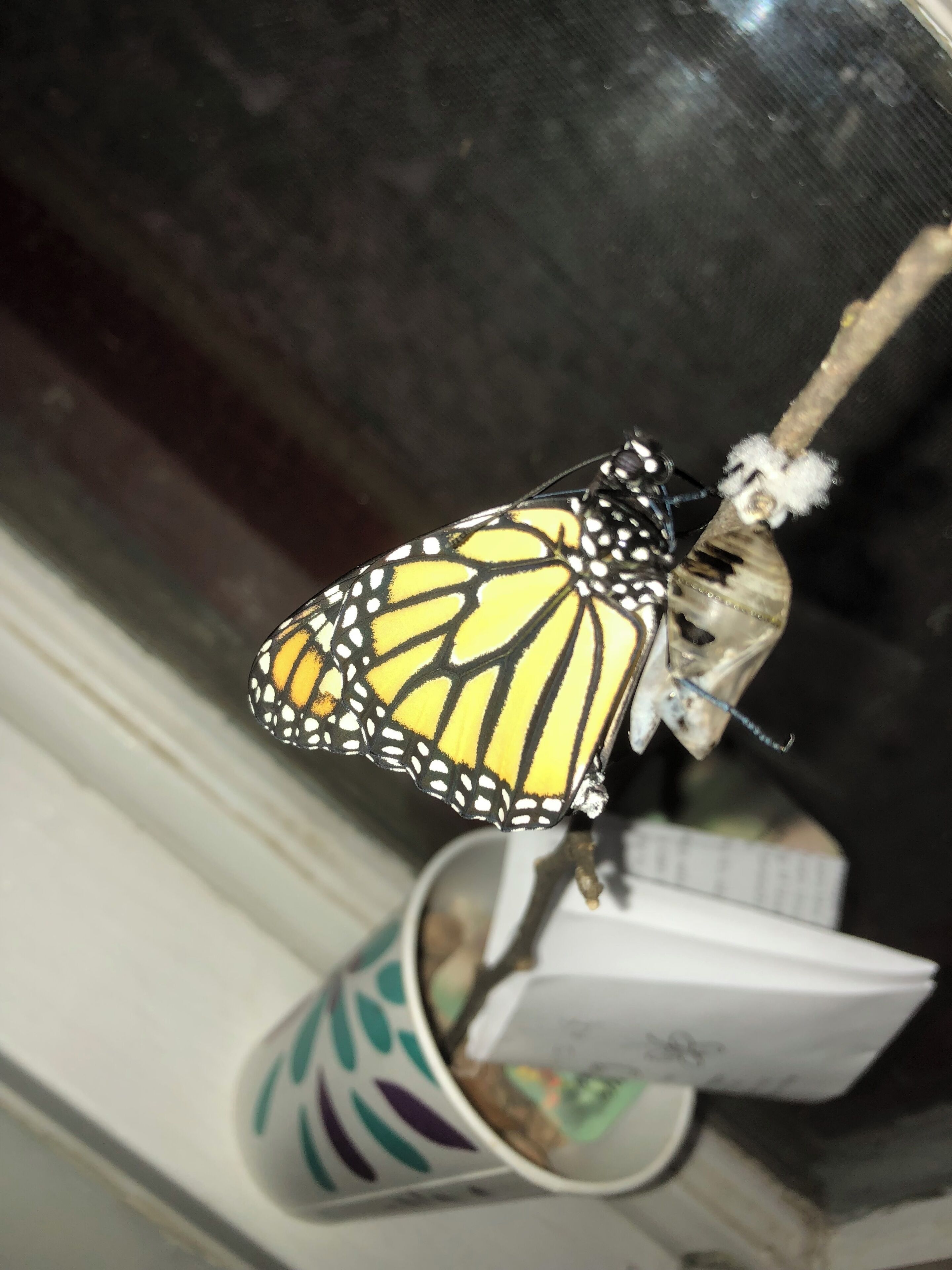A butterfly on a hook near a window.