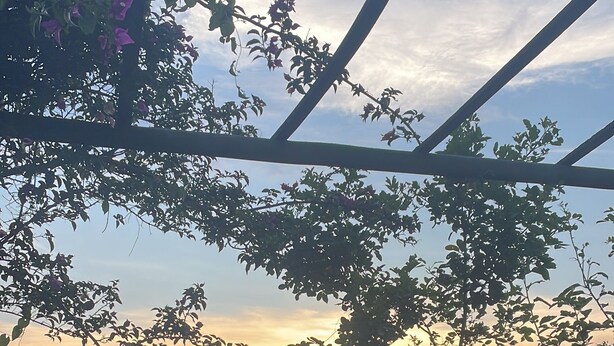Blick durch eine Metallkonstruktion mit blühenden Pflanzen und einem Sonnenuntergang im Hintergrund.