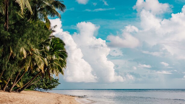 A beach with palm trees and a clear sky.