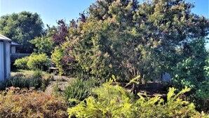 A garden with various shrubs and trees, a wooden fence, and a house in the background.