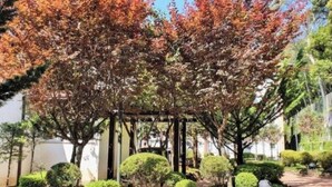 A garden with a pergola, various shrubs, and a stone pathway. - Apartment with heating and heated pool near the city center! (RS)