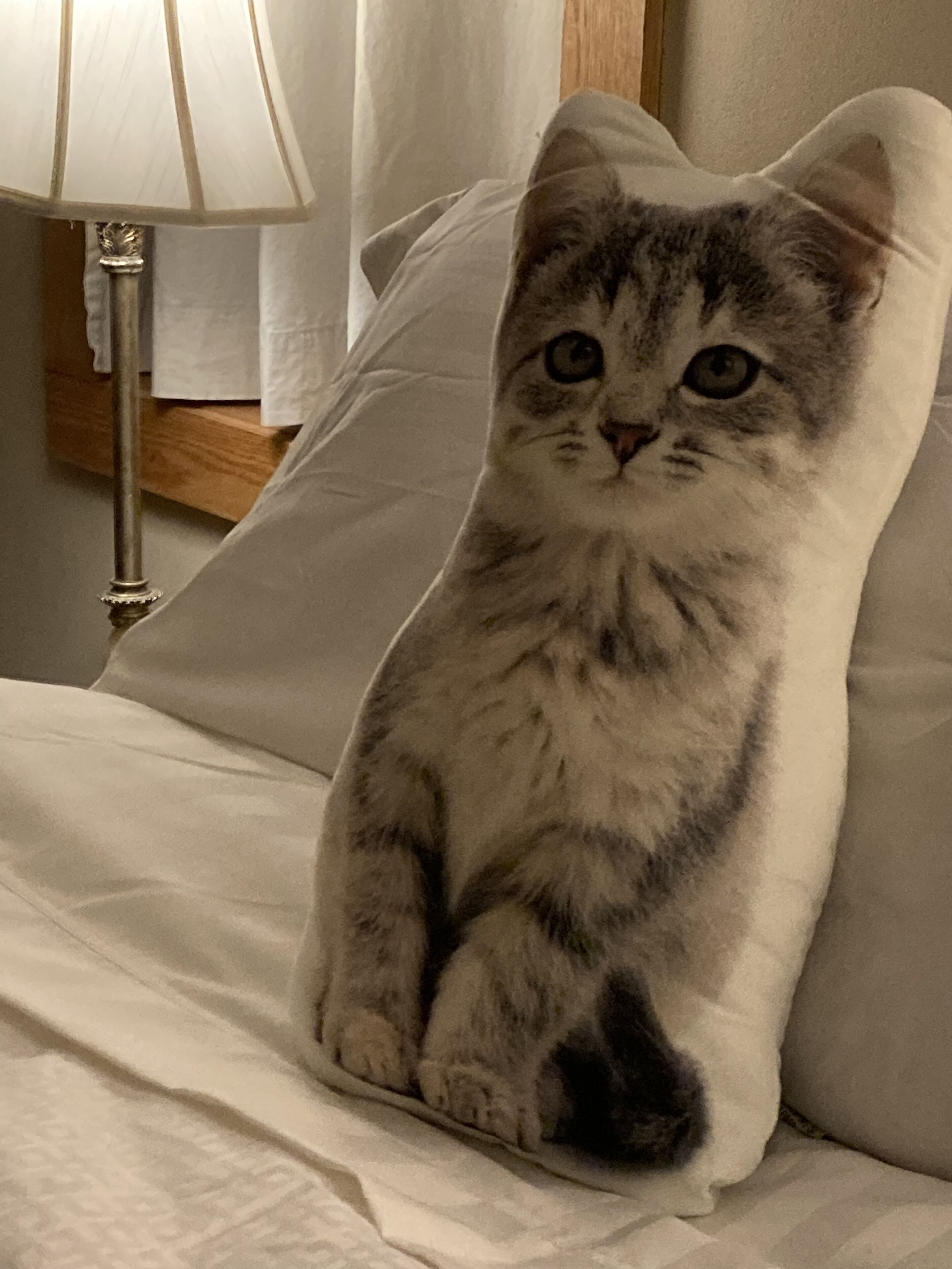 Un chat est assis sur un lit, près d’un oreiller.