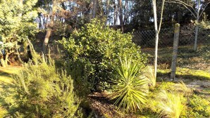 Un jardin avec différentes plantes et arbres, une clôture et une zone rocheuse.