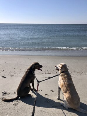 Dos perros con correa en una playa arenosa, con el océano al fondo.