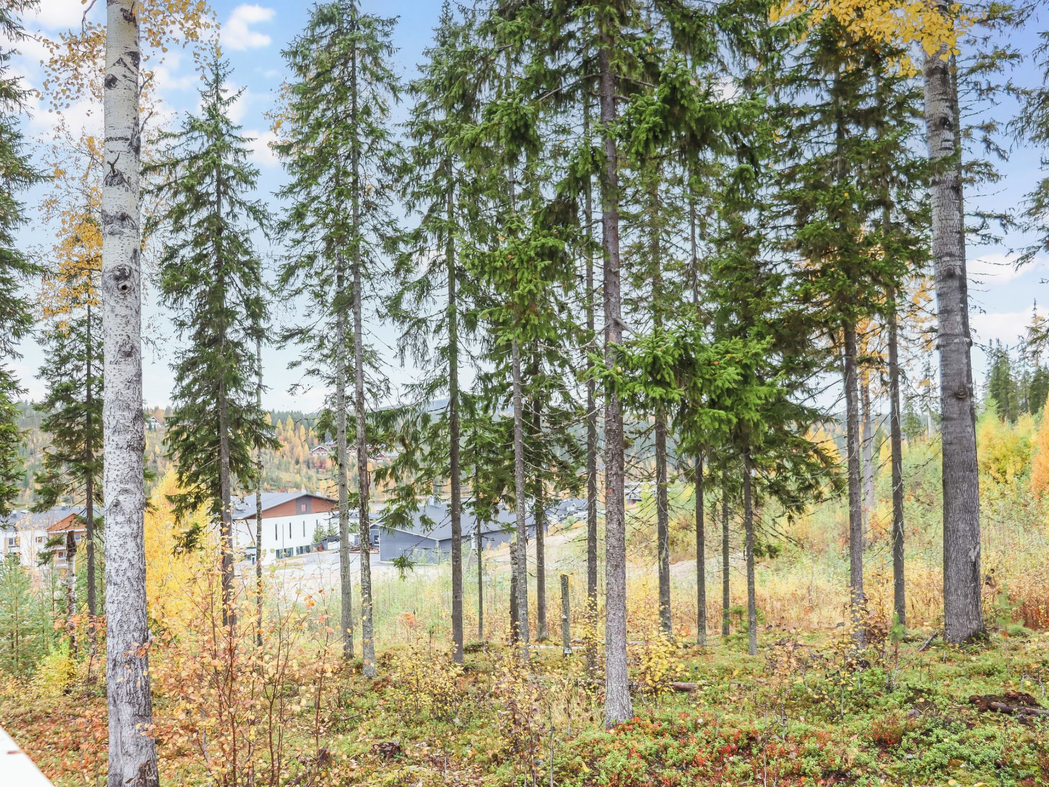 A forested area with tall trees and a building in the background.