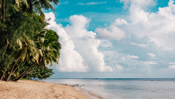 Una spiaggia con palme e cielo sereno.