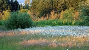 Ein Feld voller weißer Blüten mit einem dichten Wald im Hintergrund.