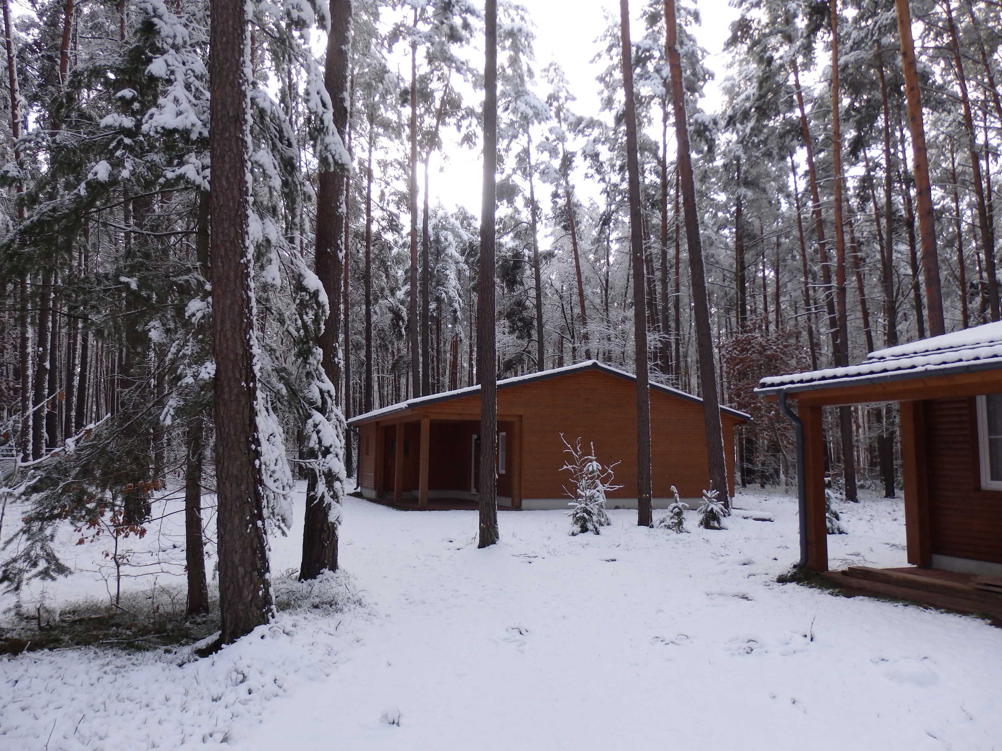 Una cabaña rodeada de altos árboles cubiertos de nieve.