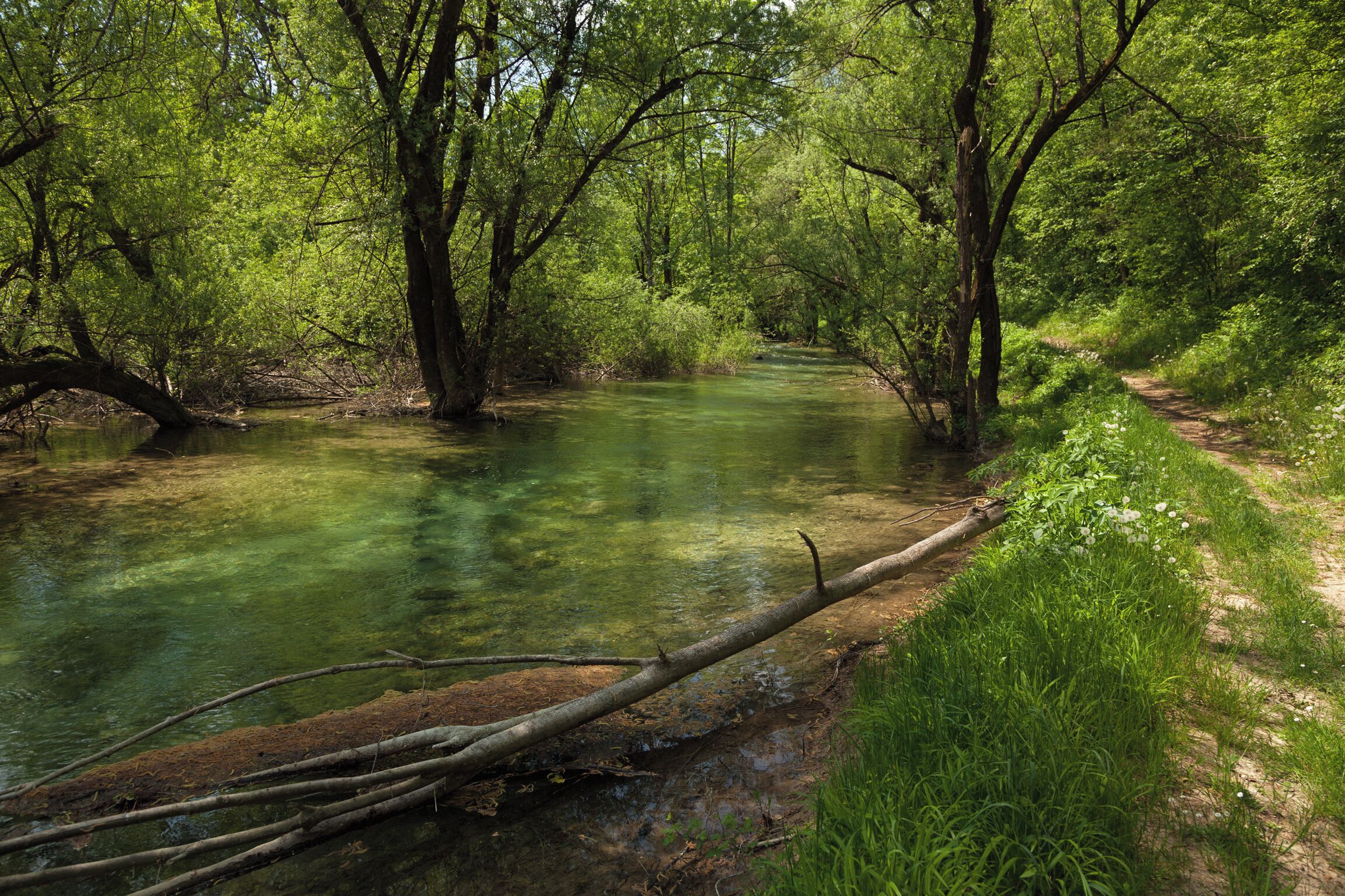A forested area with a clear stream, a dirt path, and a fallen tree.