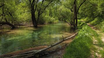 A forested area with a clear stream, a dirt path, and a fallen tree.