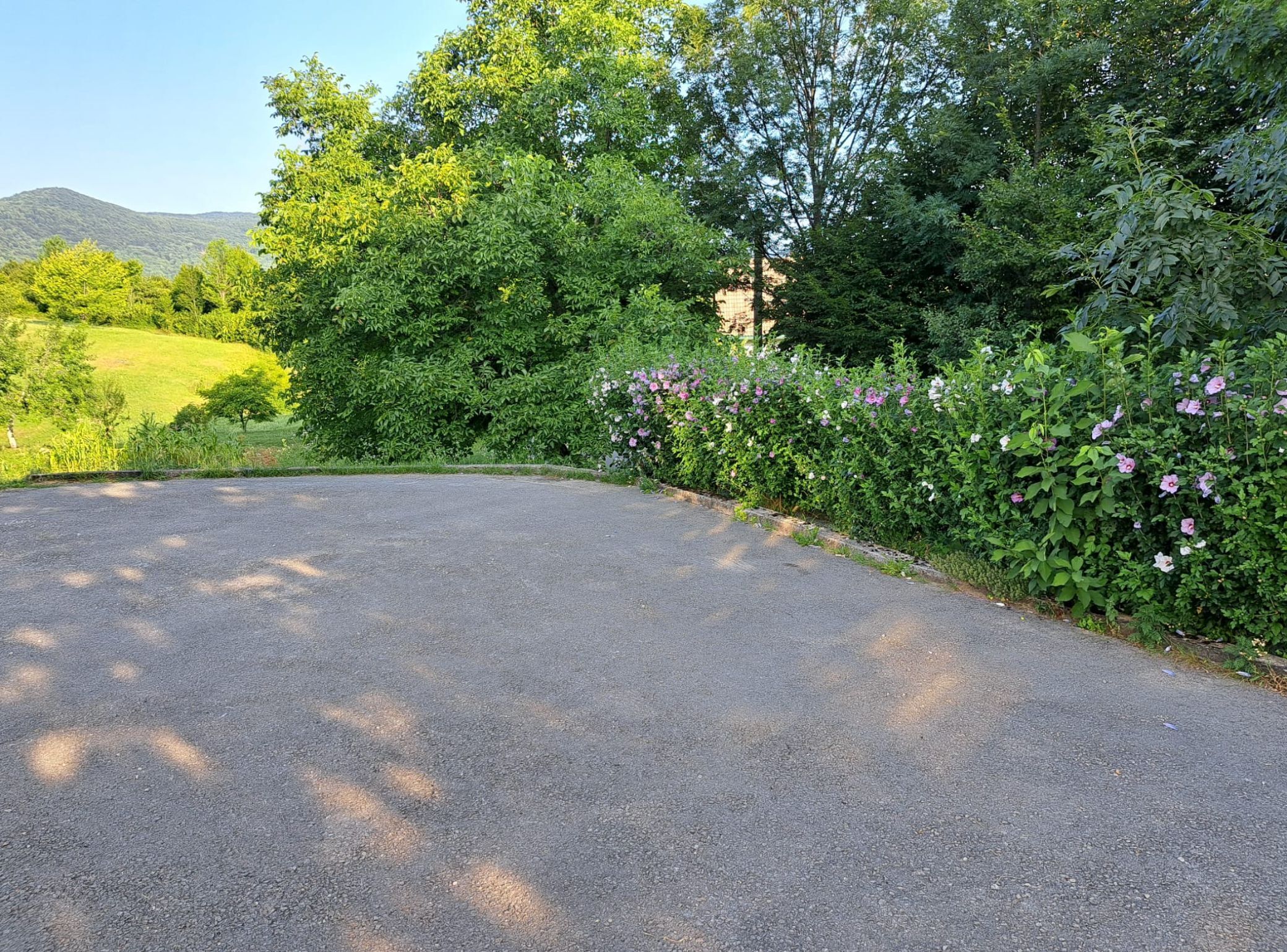 A paved road curving through a lush green landscape with dense foliage and flowering plants.