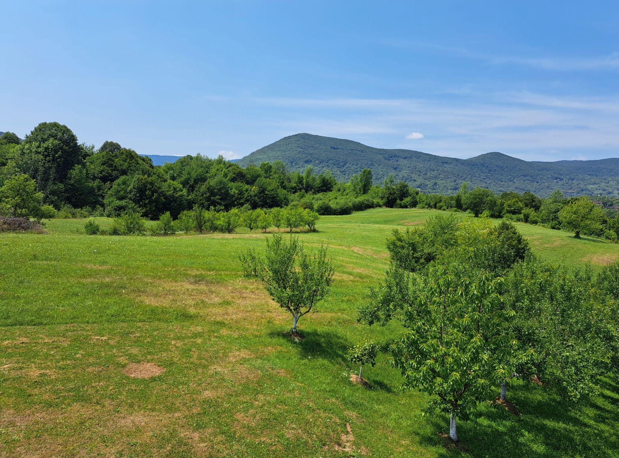 A lush green field with trees and a mountain in the background.