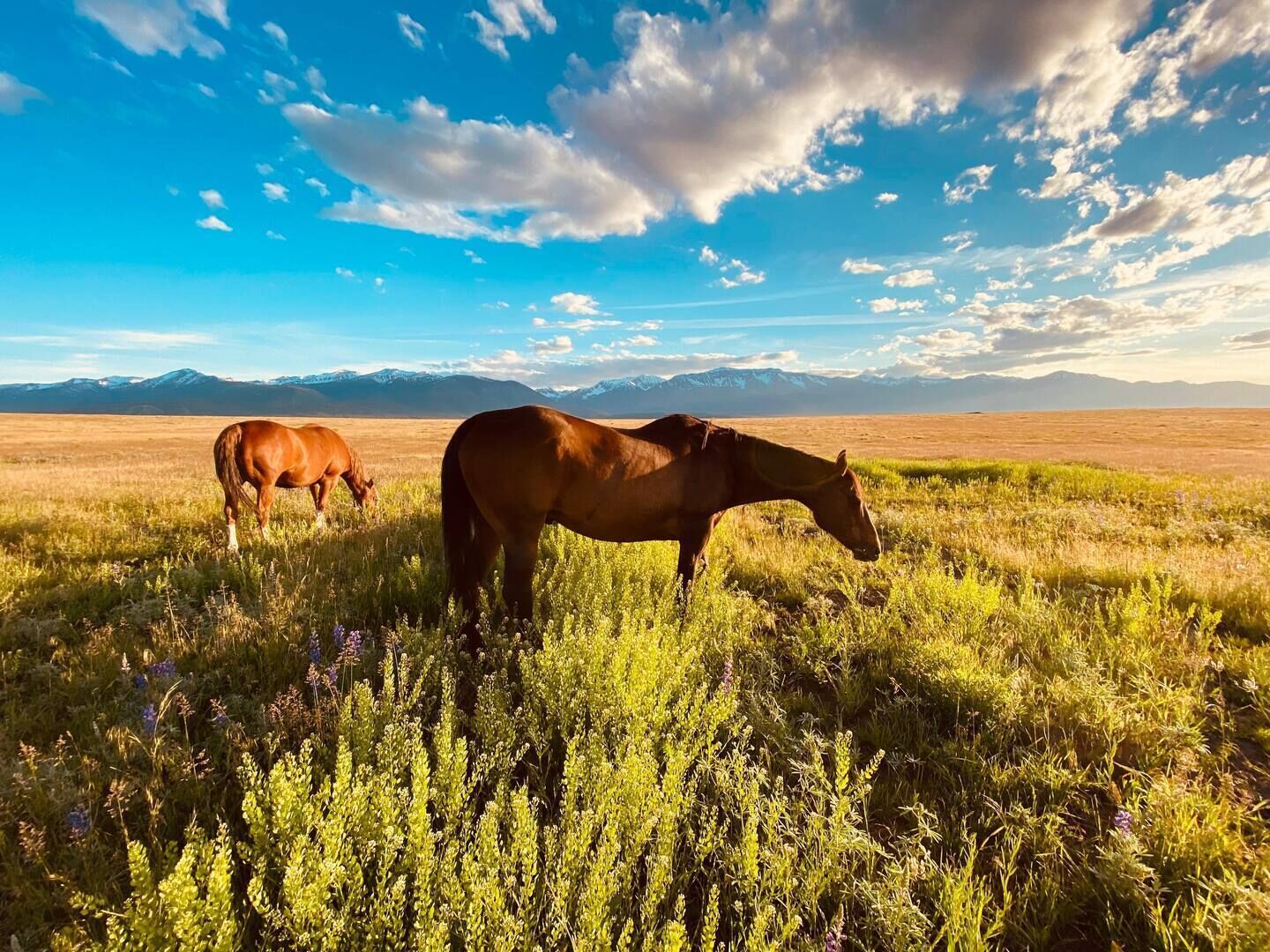 Two horses grazing in a field with mountains in the background.