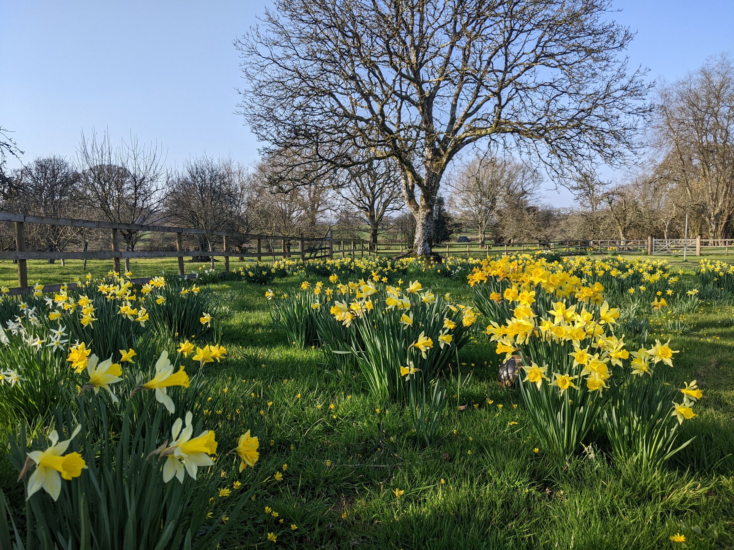 Een veld narcissen met een grote boom op de achtergrond.