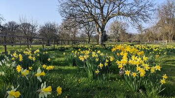 Un campo de narcisos amarillos con un gran árbol al fondo.