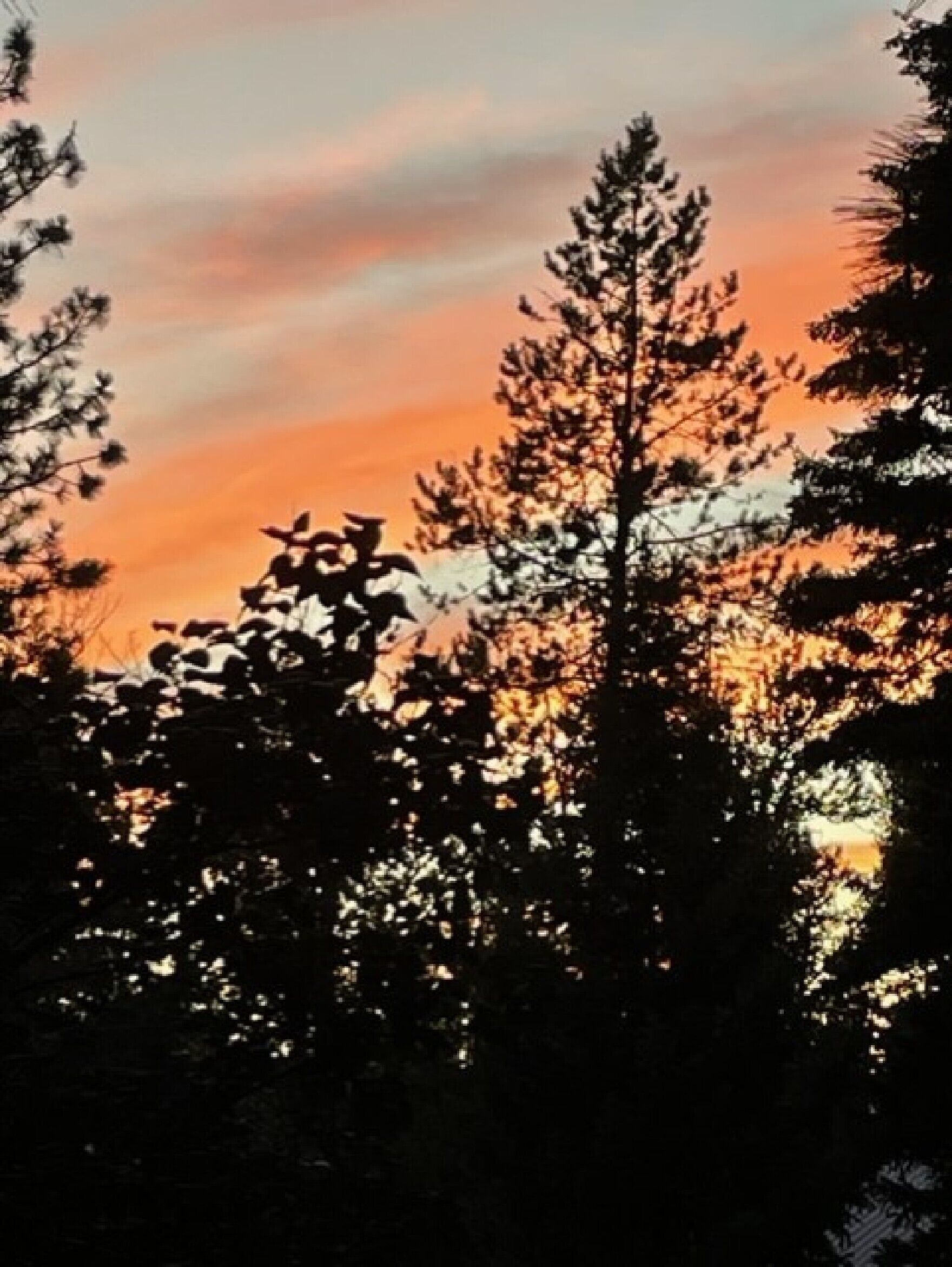 Eine Silhouette eines Waldes vor einem Sonnenuntergang.