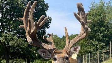 Een hert met grote hoorns in een grasachtig open gebied met bomen op de achtergrond.