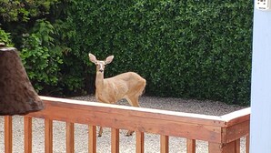 Un ciervo de pie detrás de una valla de madera en un jardín con un seto al fondo.