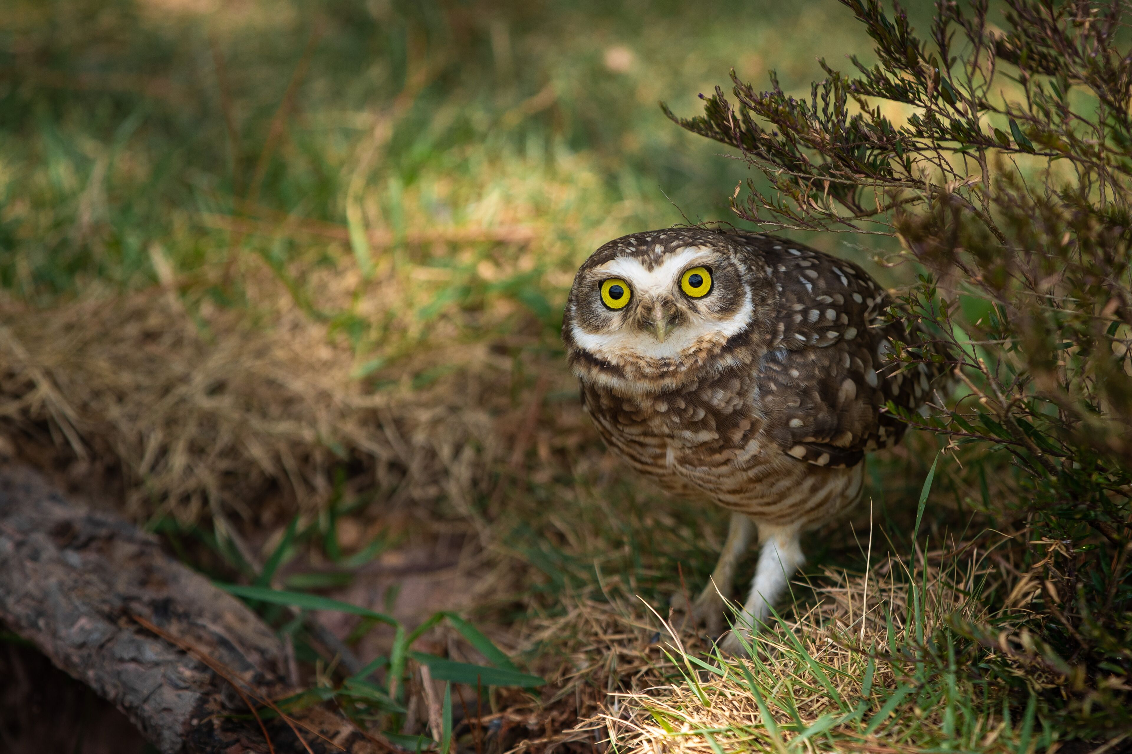 An owl in a natural setting with grass and branches.