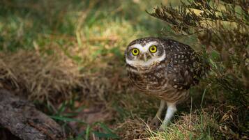 An owl in a natural setting with grass and branches.