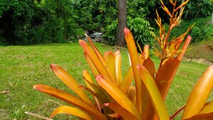 A garden with a variety of tropical plants and a small stream in the background. - Grand Chalet,  Private Pool, AC, River Access, Pool Table BBQ WIFI Parking (Rio Grande)