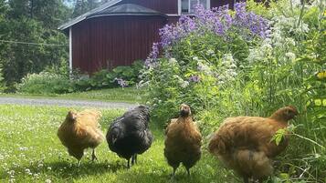 Ărea da propriedade