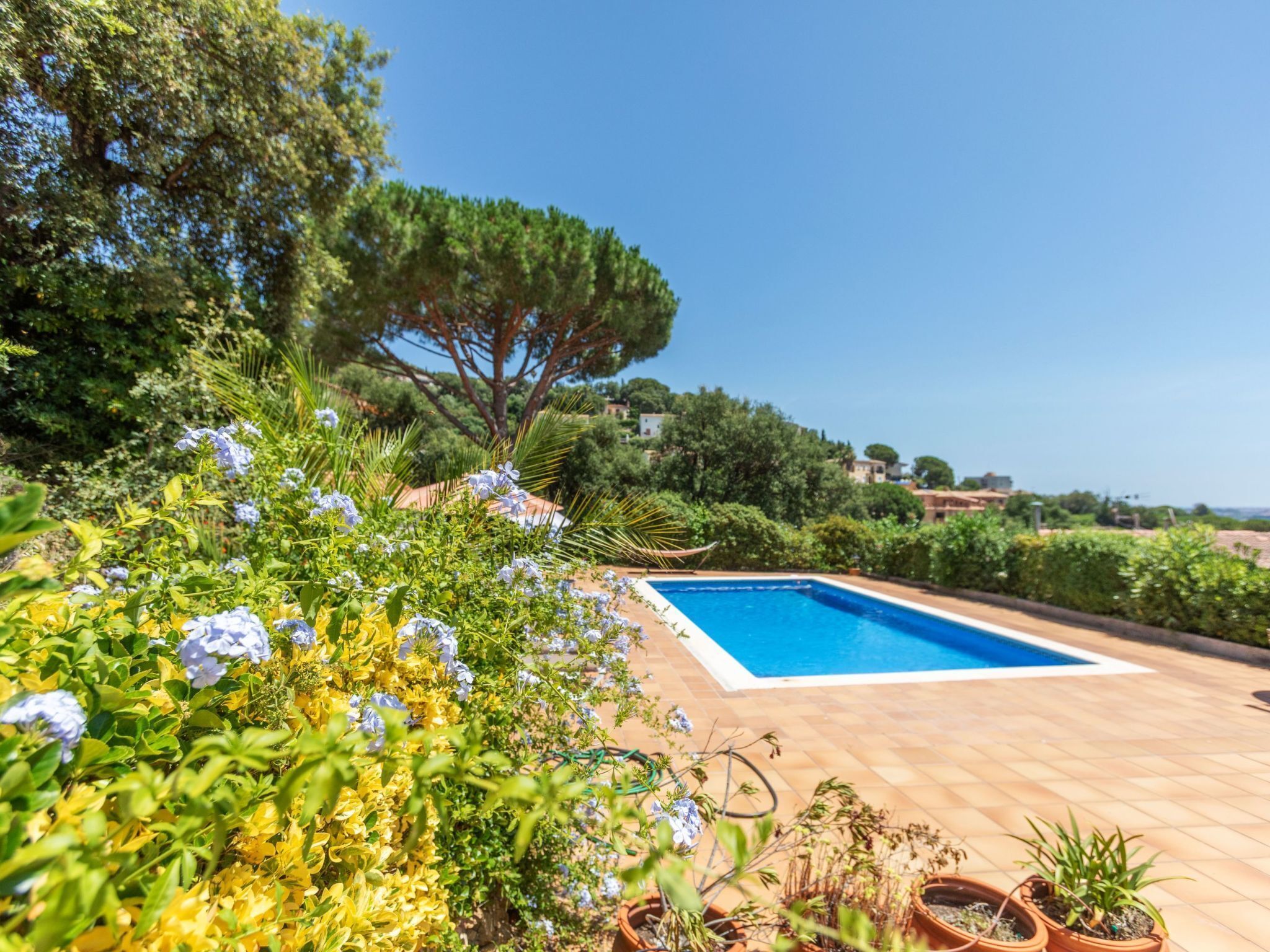 A pool surrounded by lush greenery and potted plants.