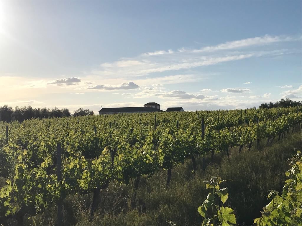 Un vignoble avec des rangées de vignes et un bâtiment en arrière-plan.
