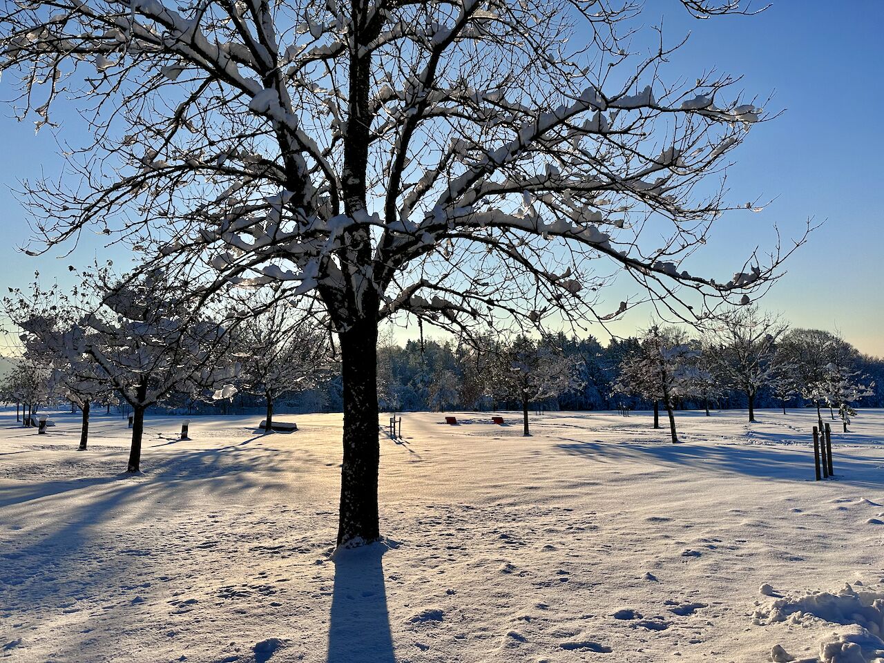 Un parque cubierto de nieve con árboles desnudos y bancos.
