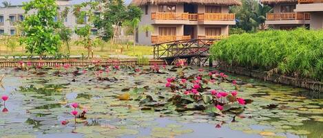 A hotel with thatched-roof buildings, a lotus pond, and a wooden bridge.