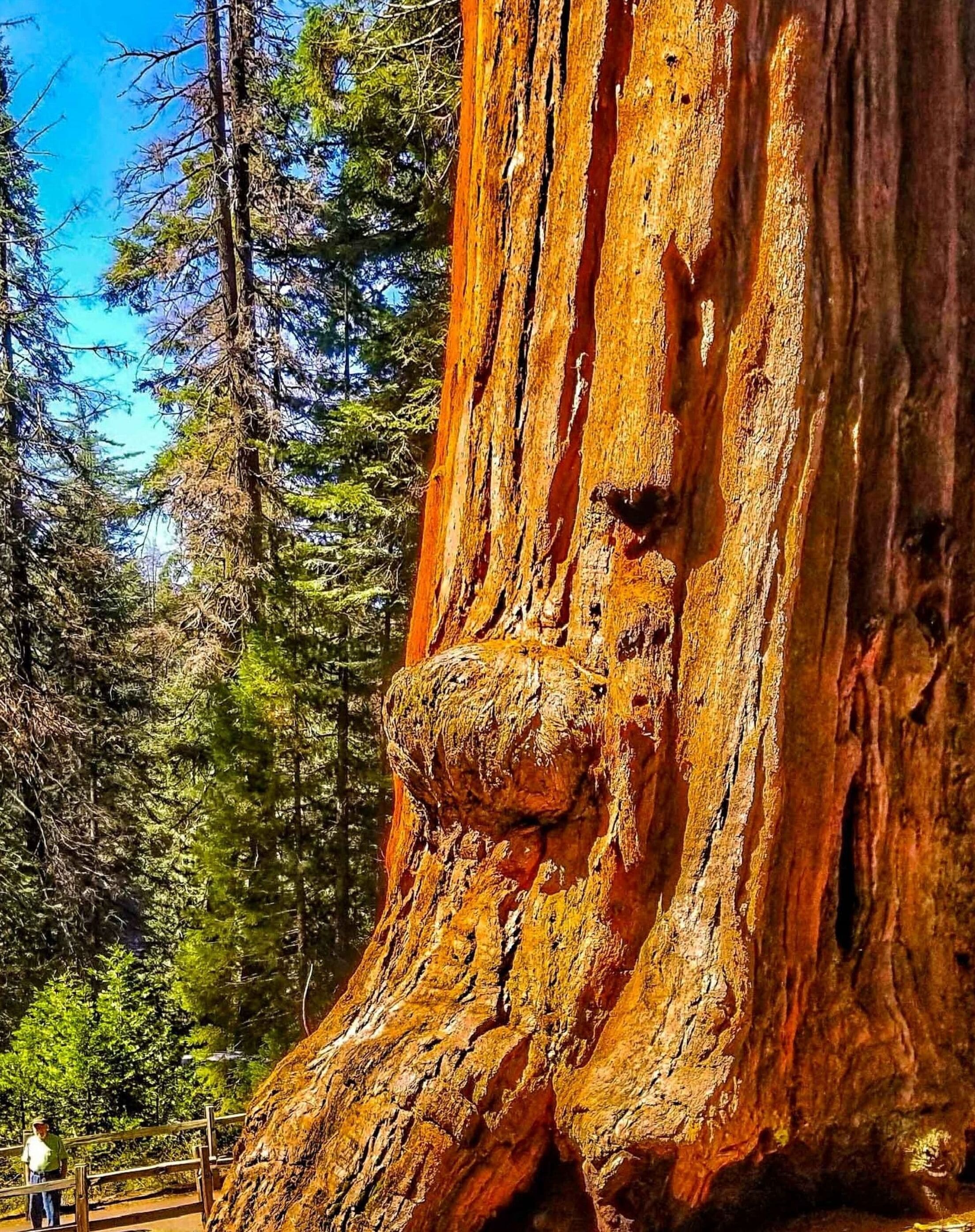 A large tree with a thick trunk and a visible knot.