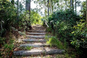 Una escalera de madera rodeada de abundante follaje.